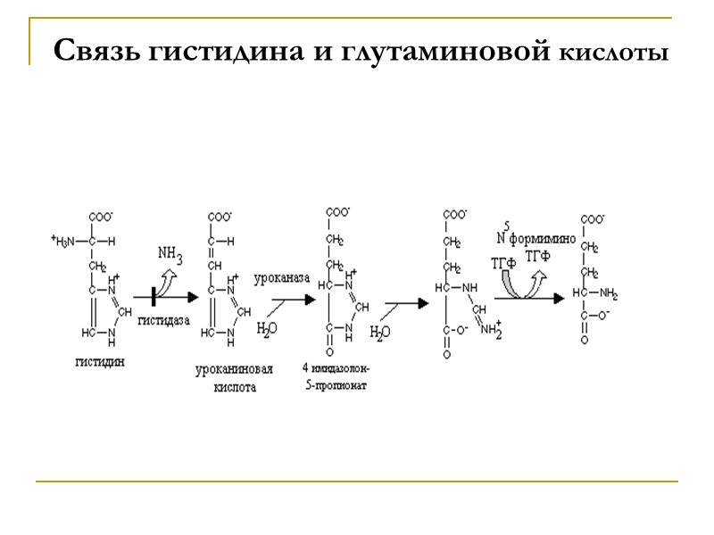 Связь гистидина и глутаминовой кислоты
